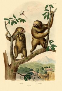 Braconid geting, 1833-39 av French School
